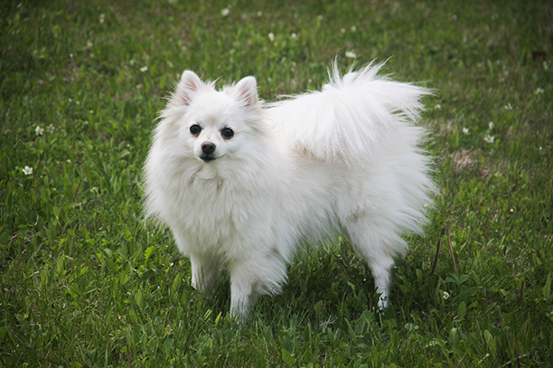 การปรับแต่งของเล่น DIY ให้สำหรับสุนัขพันธุ์เล็ก